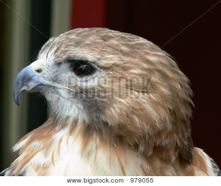 Stolt Hawk