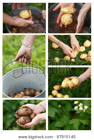 Potato Harvest