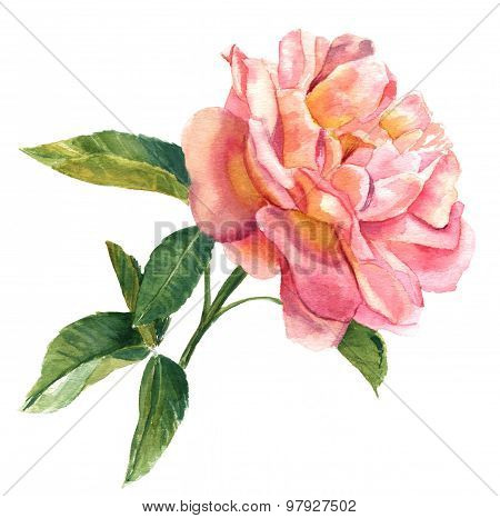 A vintage style watercolour drawing of a pink rose on white background