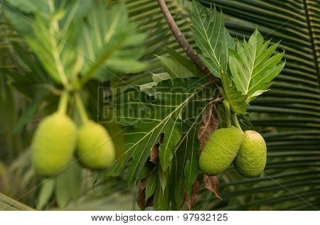Breadfruit On A Tree
