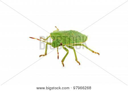Green Shield Bug On A White Background