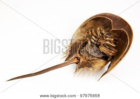 Horseshoe Crab Lie Supine