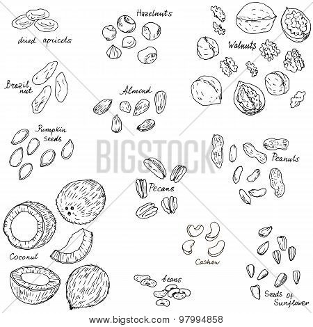 vector nuts set