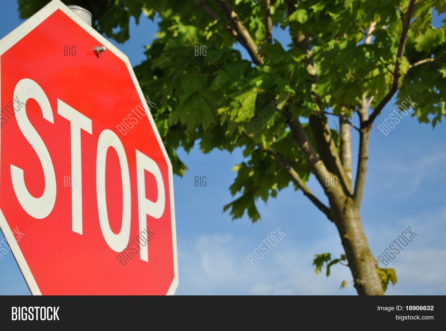Stop Sign Bird View Stop Sign Nature View Image & Photo (Free Trial) | Bigstock