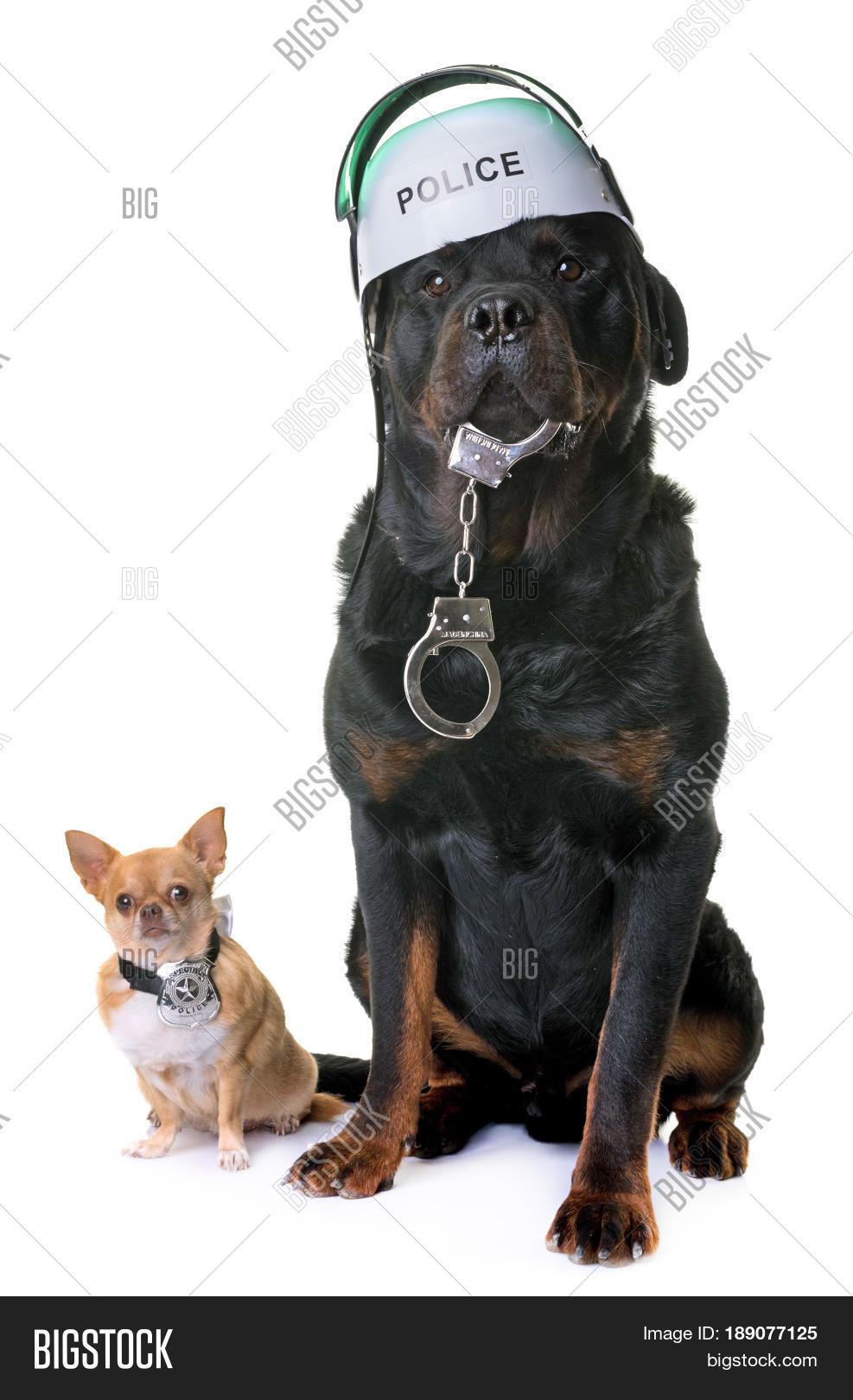 Police Dog Chihuahua Image & Photo (Free Trial) Bigstock