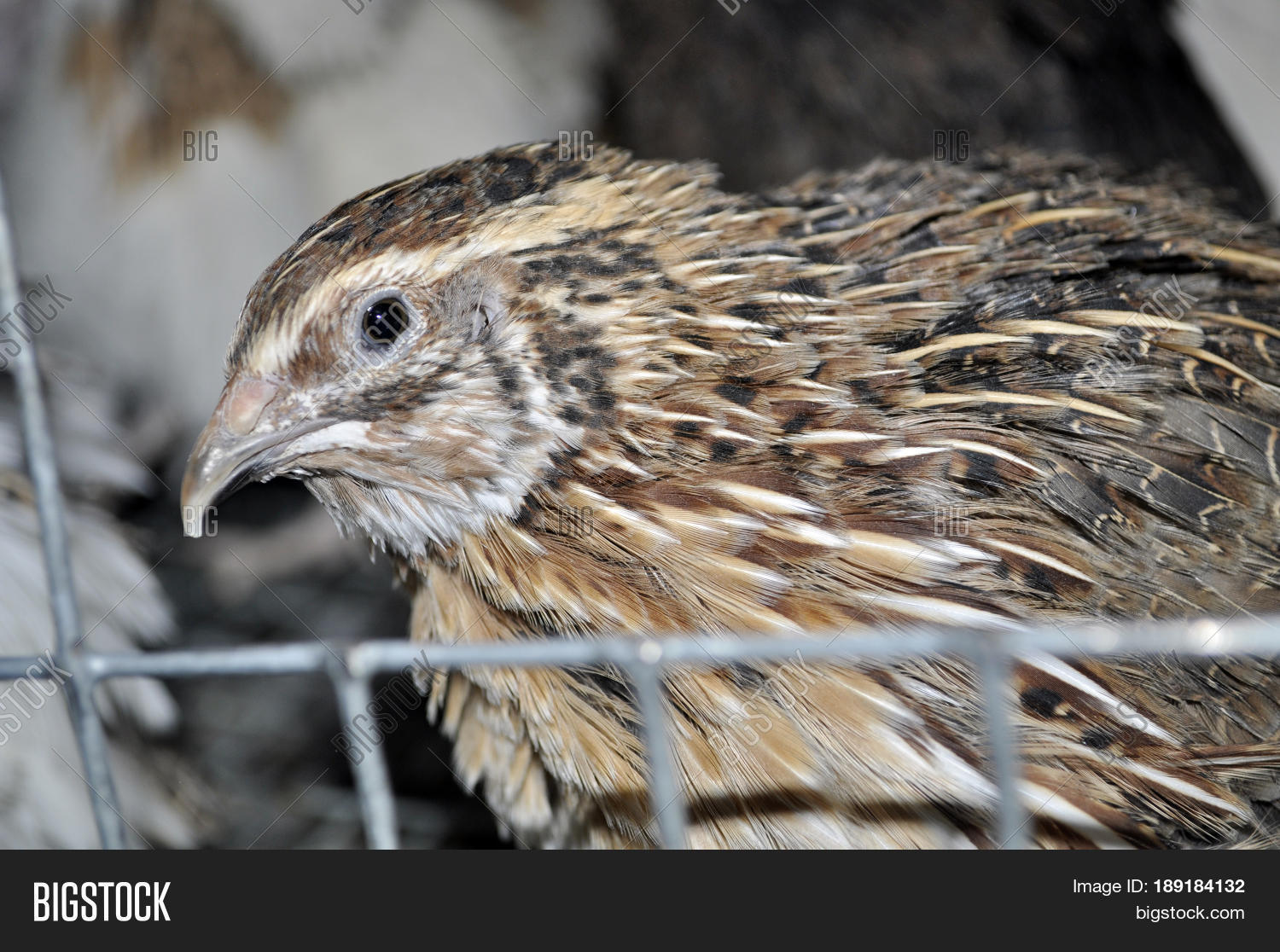 One Manchurian Quail Image & Photo (Free Trial) | Bigstock