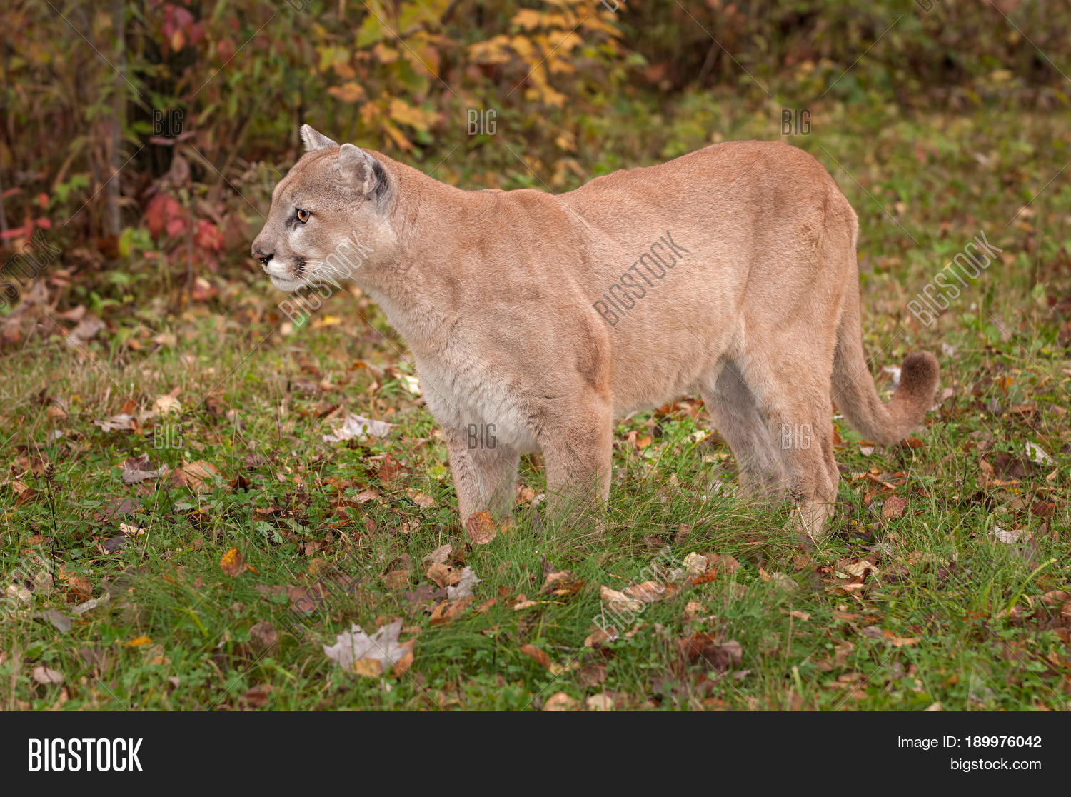 male puma