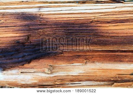 texture of bark wood use as natural background