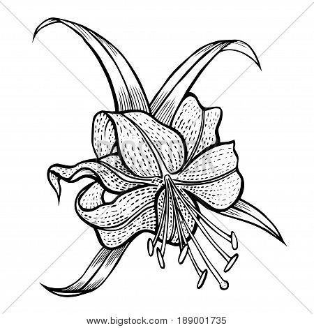 flower and leaves lilies. isolated on white