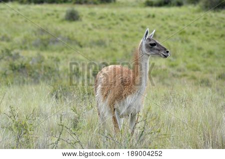 One guanaco in the green patagonia brush
