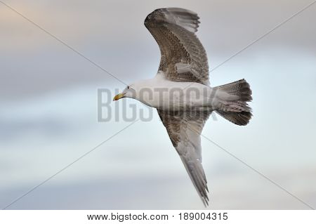 Close up Seagull flying in a cloudy sky