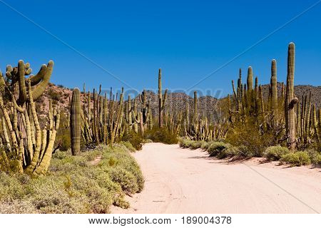 Sonora Desert Dusty Road Organ Pipe Np Arizona Us