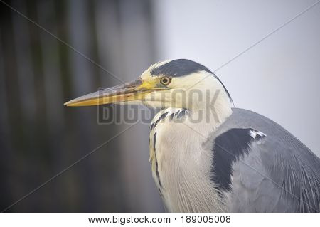 Grey Heron Close Up , in the city