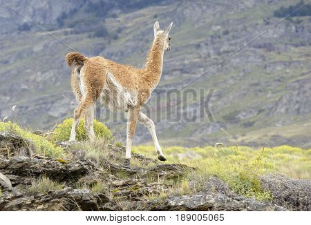 Guanaco walking in a hill taked from back