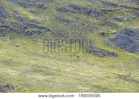 Big heard of guanacos wlaking up a hill in the chilean patagonia