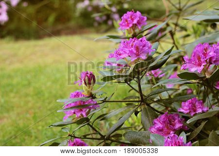 Branches of pink azalea during flowering. Pink azalea flowers with water droplets on the petals in the sun. Rodendron after rain