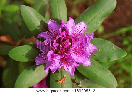Azalea flower top view. Pink azalea flowers with water droplets on the petals in the sun. Rodendron after rain