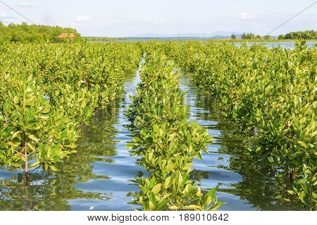 Planting mangroves replacement. This reduces the problem of coastal erosion and create habitat for aquatic surface.