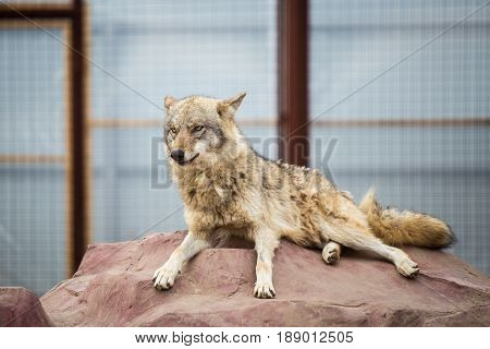 Gray Wolf Lying On The Rock
