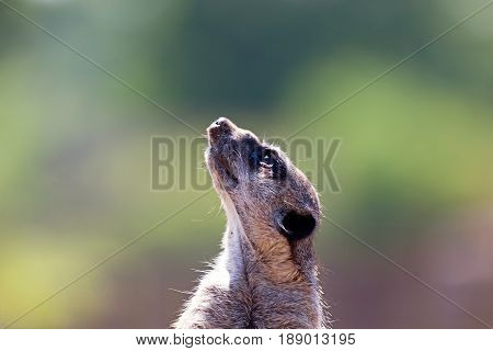 One cute meerkat looking up and wondering Whats Up. With colorful blurred background and space for text.