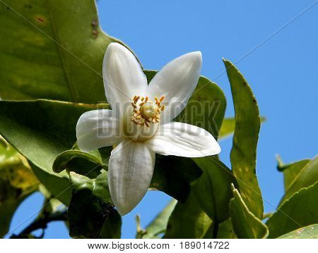 Grapefruit flower in Or Yehuda Israel February 13 2011