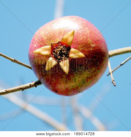 Pomegranate on a branch in Or Yehuda Israel January 29 2011