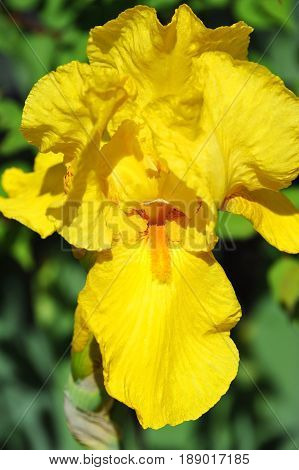 Balmy Iris Flower