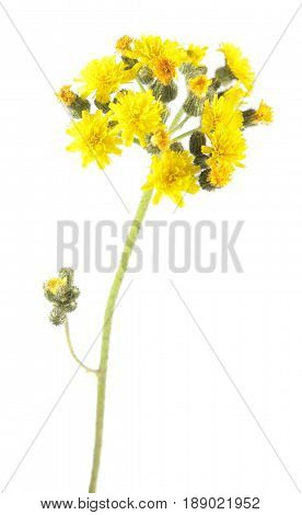 Yellow flowers of hawkweed isolated on white background