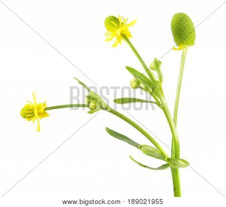 Celery-leaved buttercup (Ranunculus sceleratus) isolated on white background. Very poisonous plant used in traditional medicine