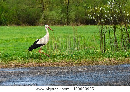 White stork Ciconia ciconia in the natural environment