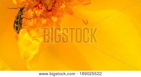 Bug on flower with pollen all over it