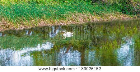 Swan on the pond looking at there  reflection