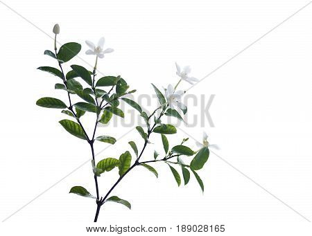 White And Fragrant Flower