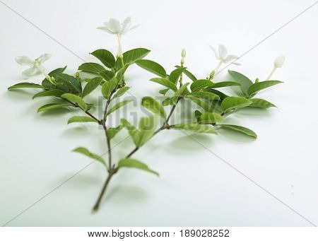 White And Fragrant Flower