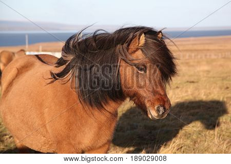 Profile of friendly Icelandic brown horse with black mane blowing in wind
