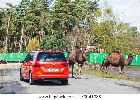 Cars In Safaripark Named Serengeti Park In Hodenhagen In 2017