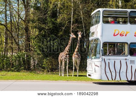 Giraffes In Safaripark Named Serengeti Park In Hodenhagen In 201