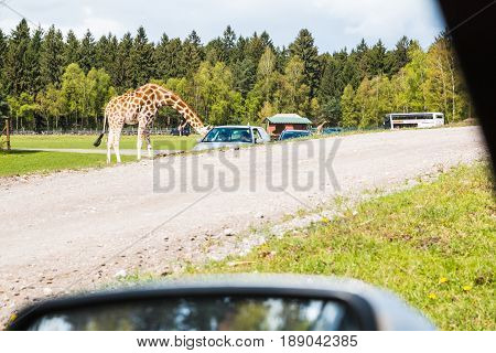 Giraffes In Safaripark Named Serengeti Park In Hodenhagen In 201