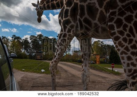 Giraffes In Safaripark Named Serengeti Park In Hodenhagen In 201