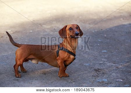 dog breed dachshund on the open air