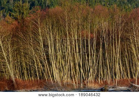 Taken along Nooksack River Deming Washington State