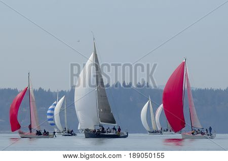Saliing Races in the Pacific Northwest USA