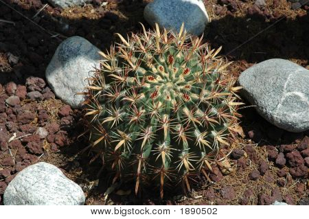 Runde Spikey Cactus