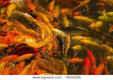 Den opfattelse af Koi (fisk) fodring Frenzy i dammen