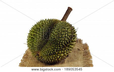 Durian the king of fruits on white background, numerous spike protuberances of the fruit. Durian is distinctive for its large size, strong odour, and formidable thorn covered. Higher prices in the international market.