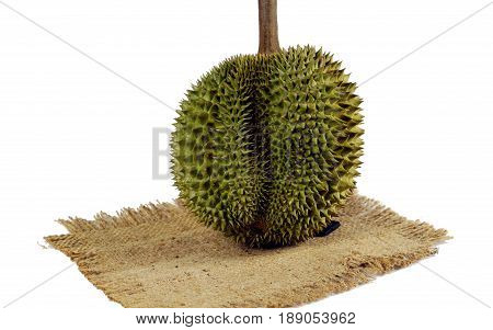 Durian the king of fruits on white background, numerous spike protuberances of the fruit. Durian is distinctive for its large size, strong odour, and formidable thorn covered. Higher prices in the international market.