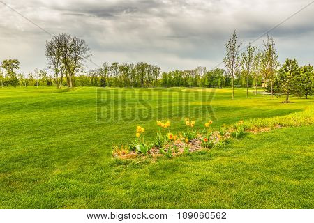Blooming tulips on the edge of the golf course In Mezhyhiria near Kiev.