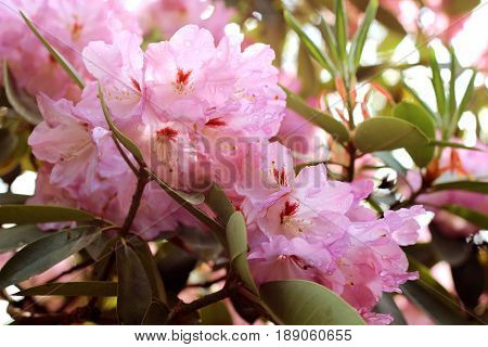 Pink azalea flowers with water droplets on the petals in the sun. Rodendron after rain