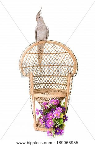 female gray cockatiel in front of white background