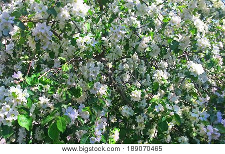 Cherry blossoms over blurred nature background. Spring flowers. Spring Background with bokeh